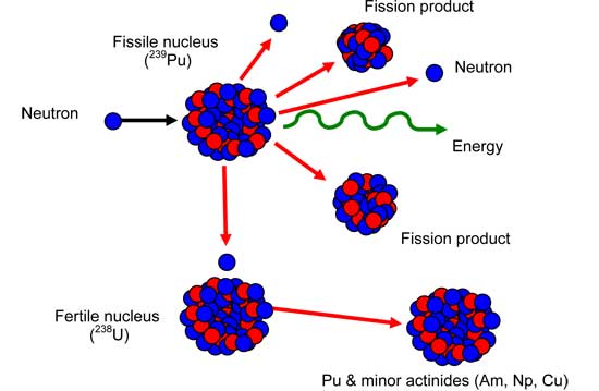 Basics of Uranium-Plutonium chain reaction within SFRs