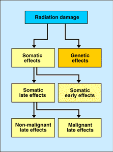 Radiation damage in human beings